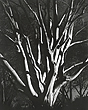 elevation12_29_08