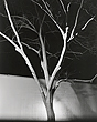 elevation12_7_09