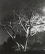 elevation12_28_08